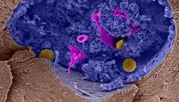 cells-si.jpg