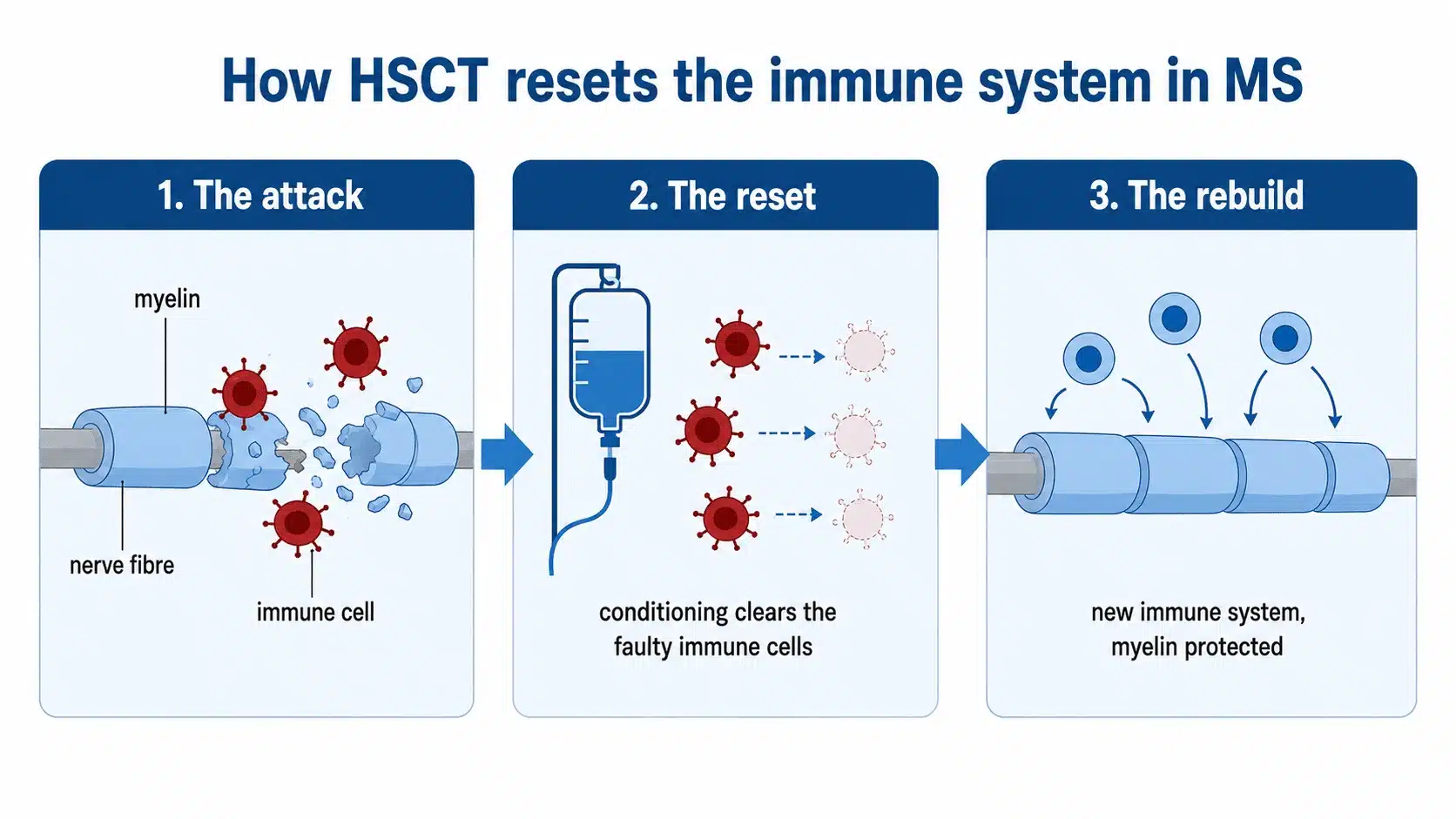 How HSCT resets the immune system in multiple sclerosis, from the autoimmune attack on myelin to a rebuilt immune system