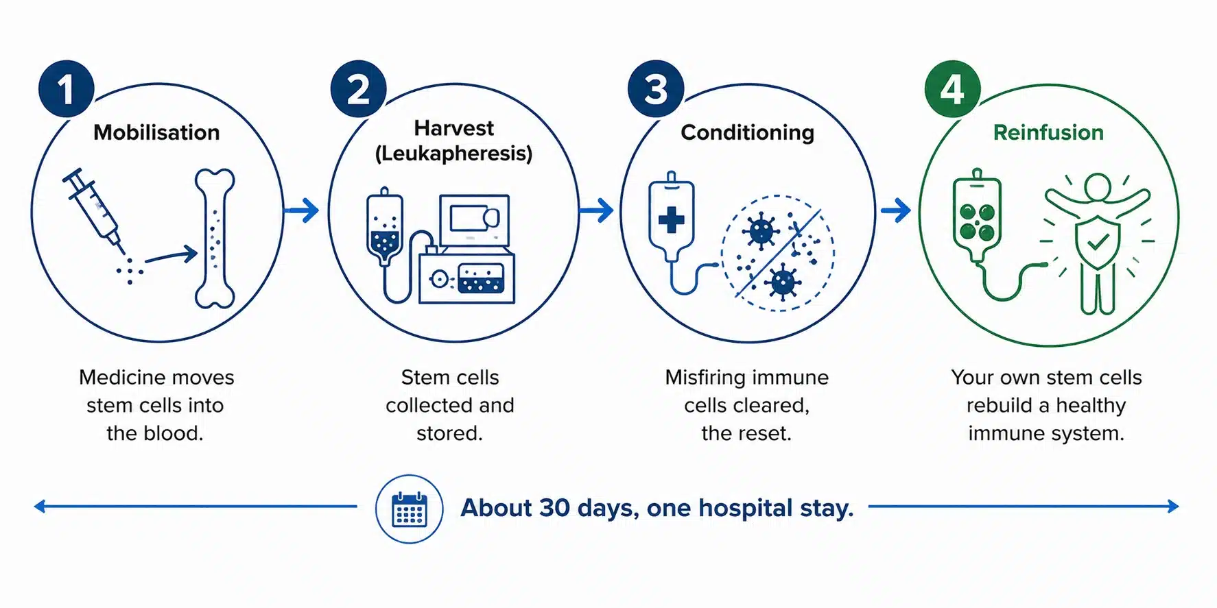 The four stages of autologous HSCT for stiff person syndrome: mobilisation, harvest, conditioning and reinfusion.