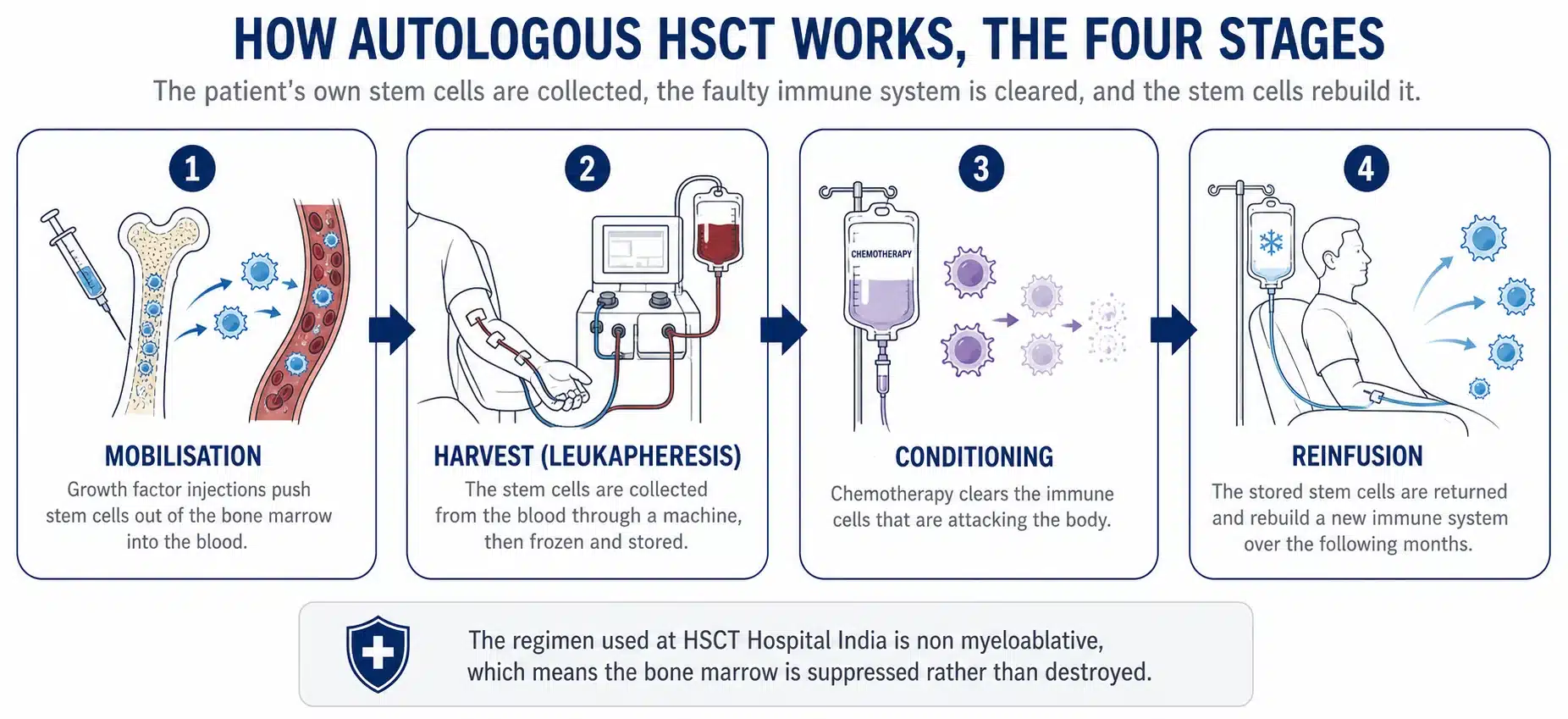 How autologous HSCT works, the four stages, mobilisation, harvest by leukapheresis, conditioning and reinfusion.