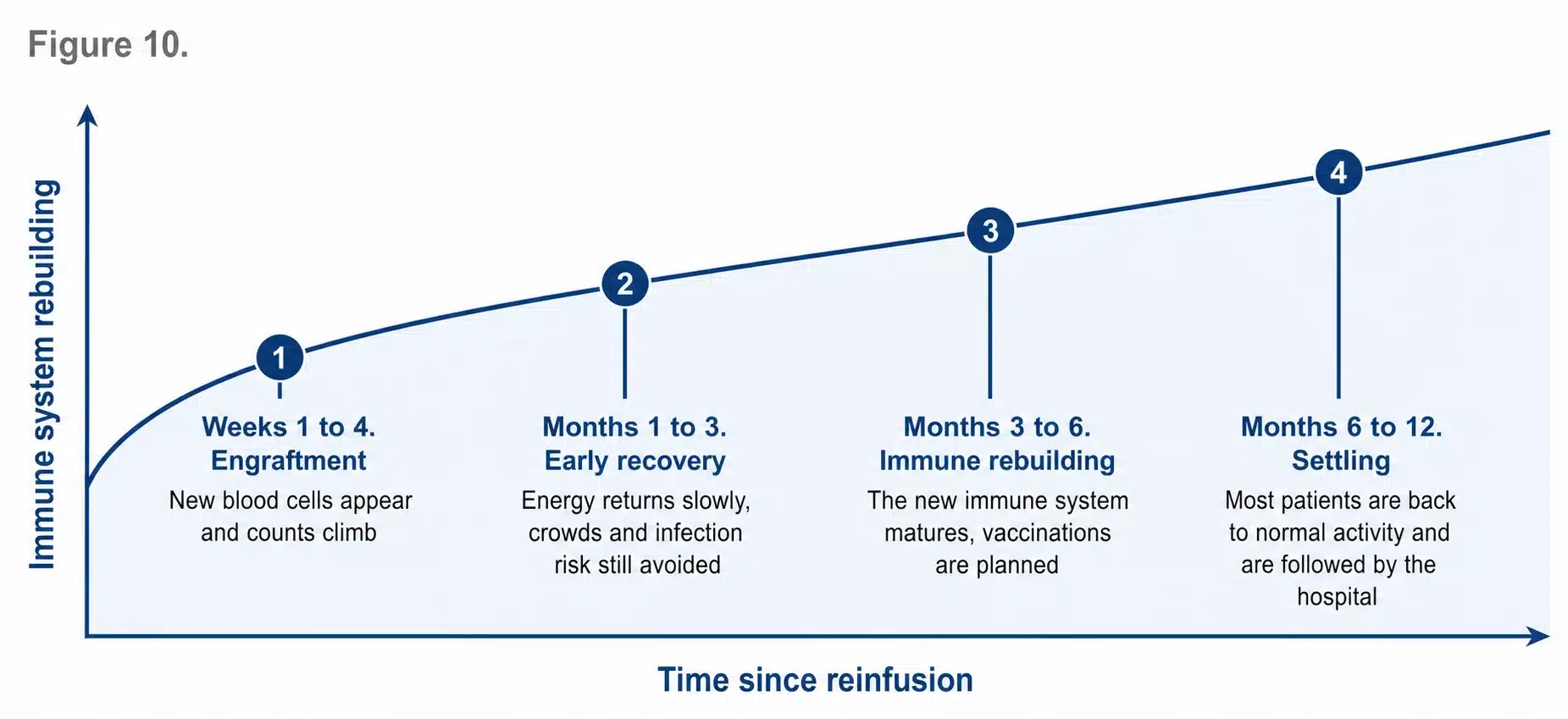 What the first year after an HSCT reinfusion looks like, from engraftment in the first weeks through immune rebuilding to settling at six to twelve months.