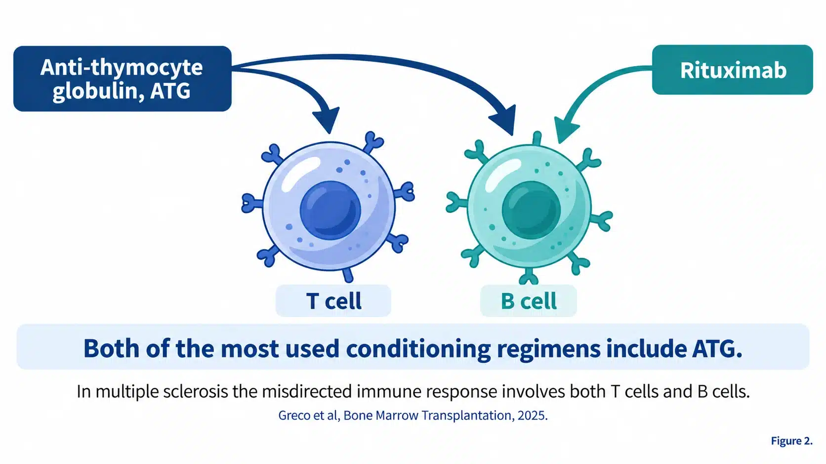 Anti-thymocyte globulin reaches both T cells and B cells while rituximab targets B cells only, and both of the most used HSCT conditioning regimens include ATG
