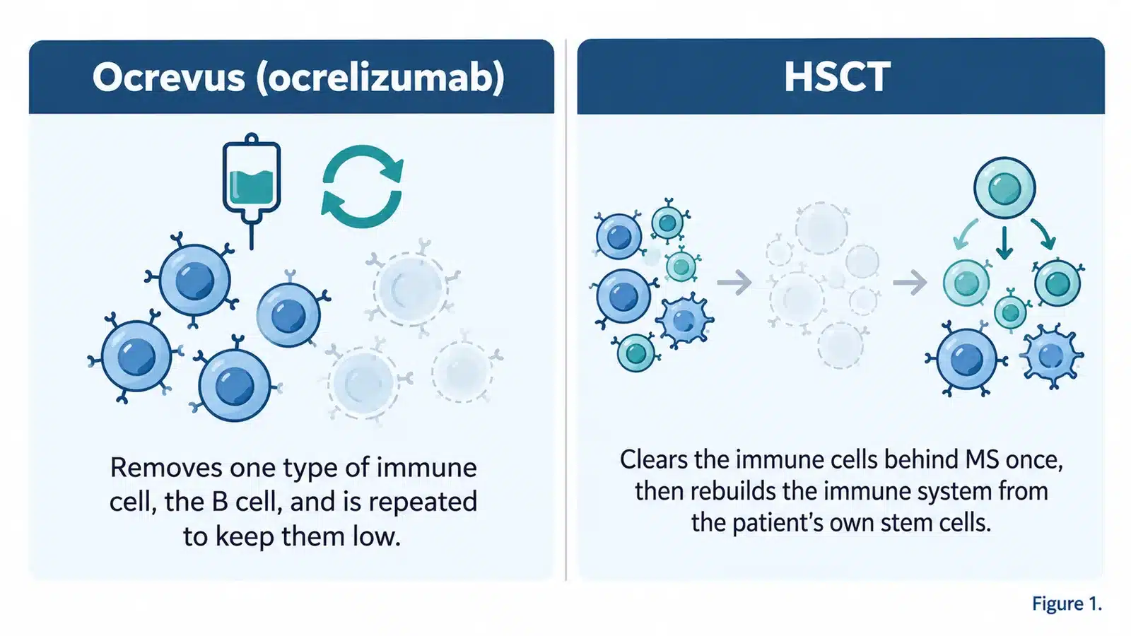 How Ocrevus and HSCT act on the immune system: Ocrevus removes B cells and is repeated to keep them low, while HSCT clears the immune cells behind MS once and rebuilds the immune system from the patient’s own stem cells