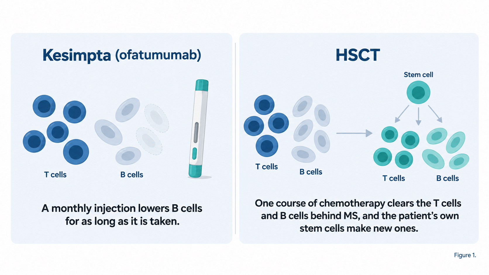 How Kesimpta and HSCT act on the immune system: a monthly Kesimpta injection lowers B cells for as long as it is taken, while one course of chemotherapy in HSCT clears the T cells and B cells behind MS and the patient’s own stem cells make new ones
