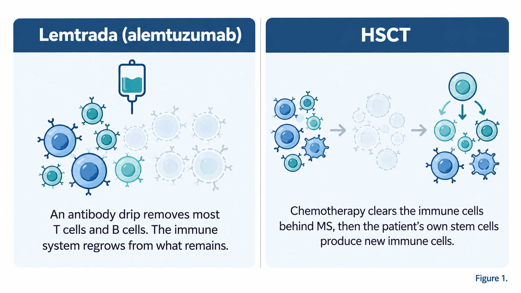 How Lemtrada and HSCT act on the immune system: Lemtrada removes most T cells and B cells, while HSCT clears the immune cells behind MS and the patient’s own stem cells produce new immune cells