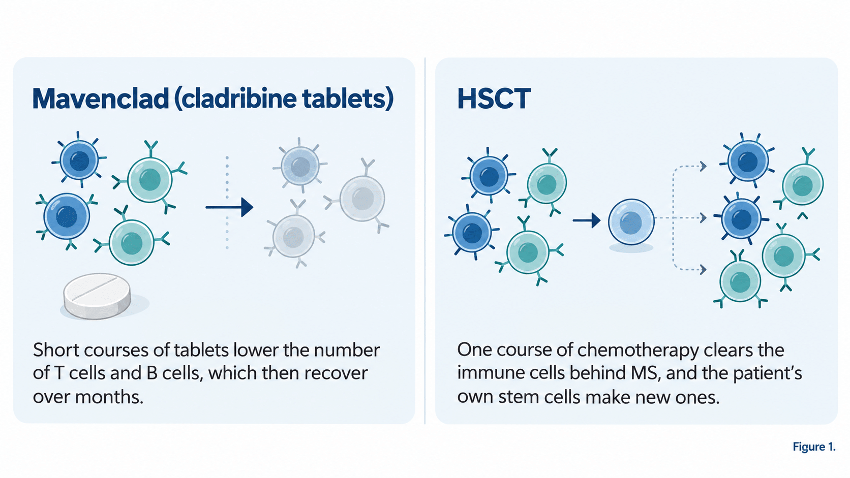 How Mavenclad and HSCT act on the immune system: short courses of cladribine tablets lower T cells and B cells, which recover over months, while HSCT clears the immune cells behind MS and the patient’s own stem cells make new ones